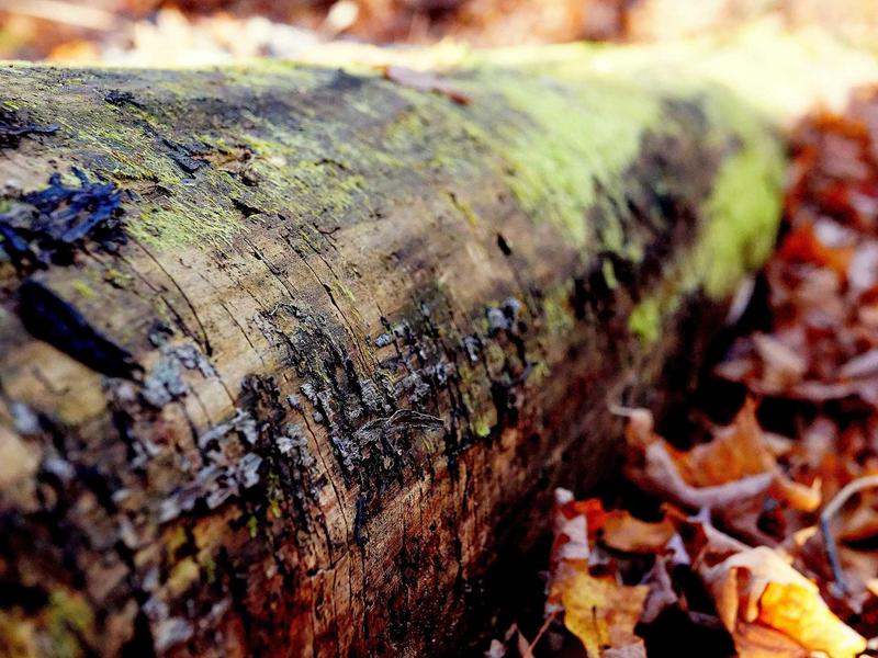 sudoku coloring method